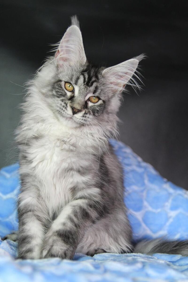 Olli Maine Coon female black silver tabby - live animals