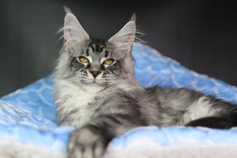 Olli Maine Coon female black silver tabby - live animals