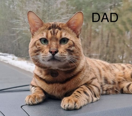 Axel Bengal male black spotted tabby pointed - live animals
