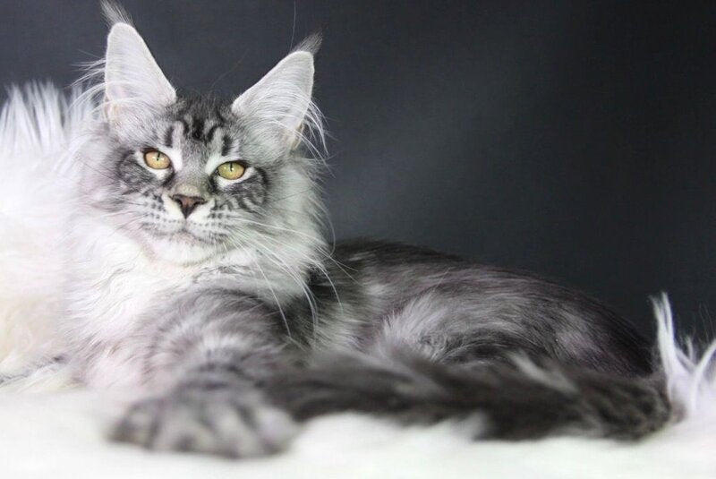 Olli Maine Coon female black silver tabby - live animals