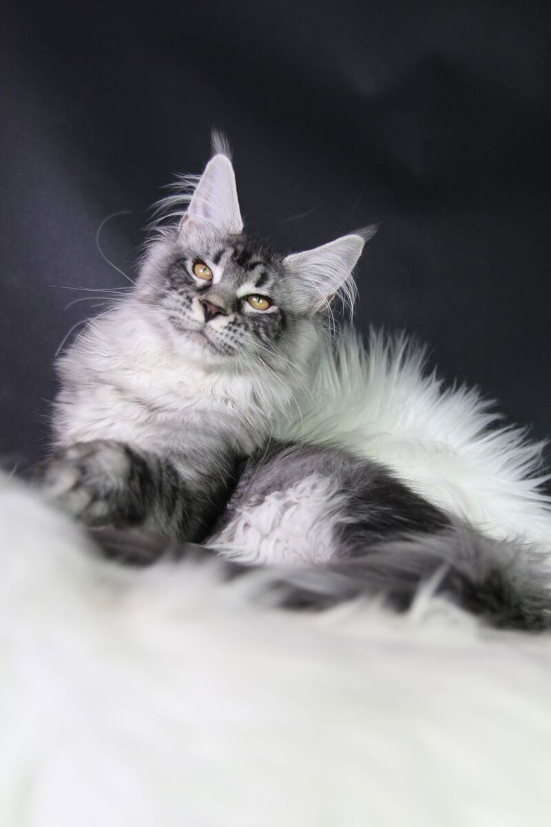 Olli Maine Coon female black silver tabby - live animals