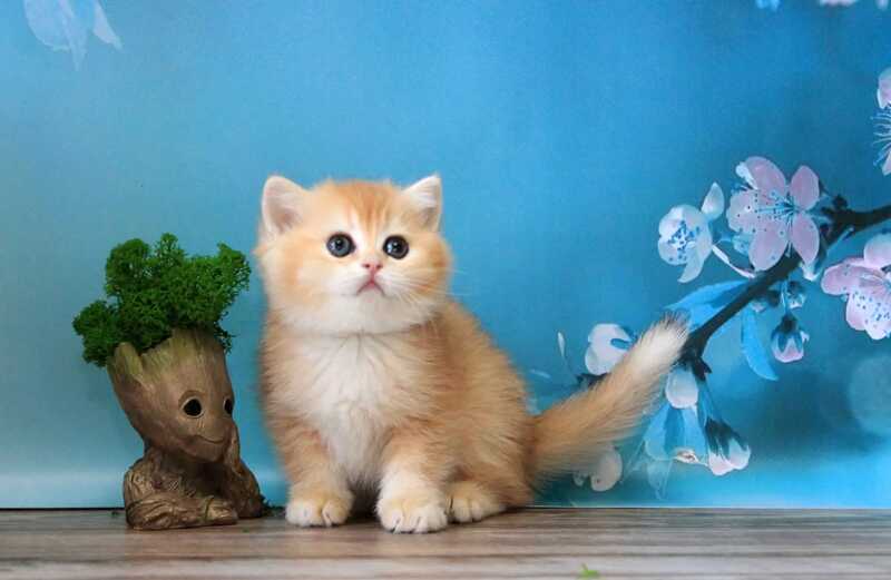 Xanthi British Shorthair female black golden chinchilla - live animals