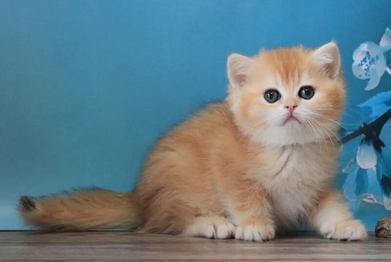 Xanthi British Shorthair female black golden chinchilla - live animals