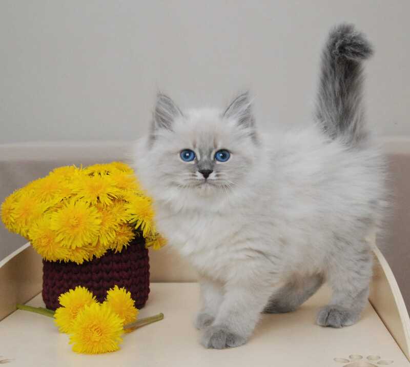 Agata Siberian female blue tabby pointed - live animals