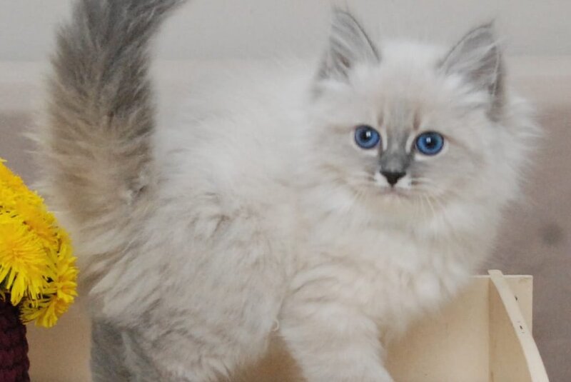 Agata Siberian female blue tabby pointed - live animals