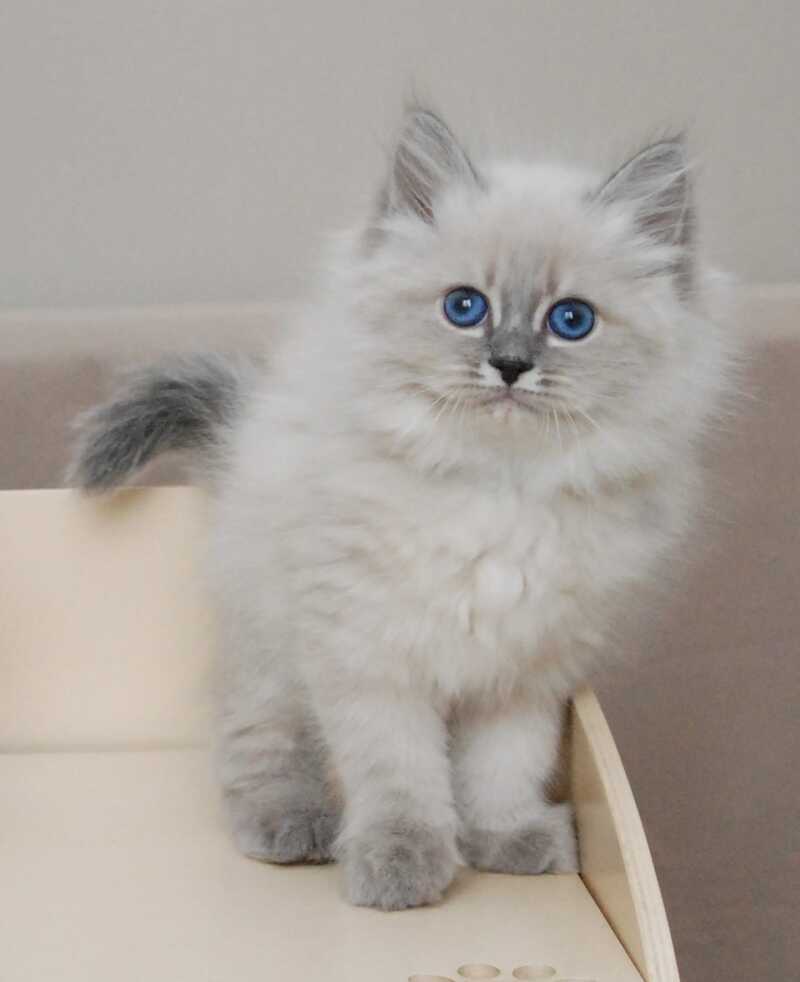 Agata Siberian female blue tabby pointed - live animals