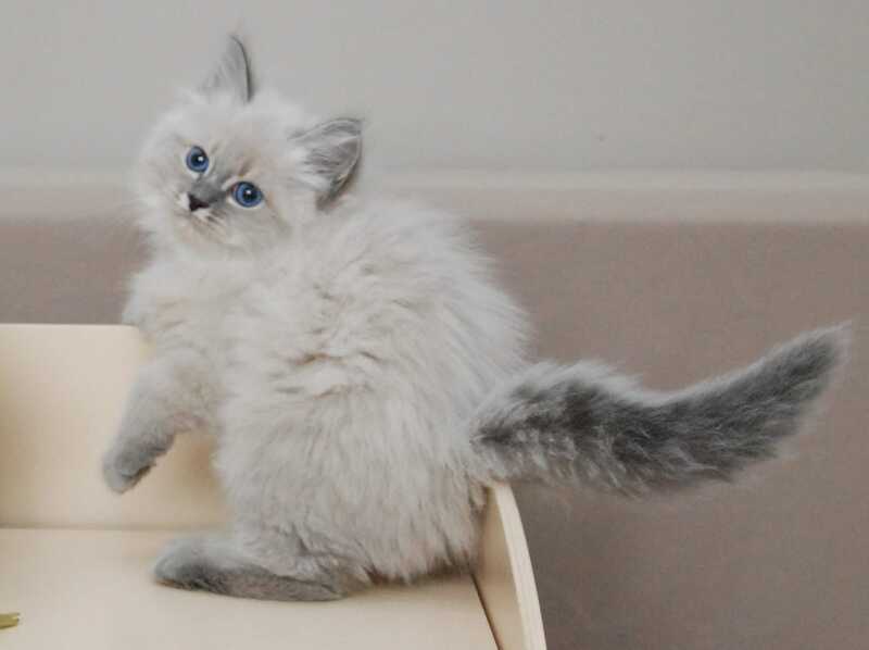 Agata Siberian female blue tabby pointed - live animals