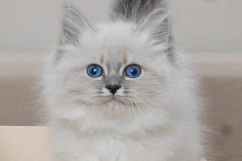Agata Siberian female blue tabby pointed - live animals