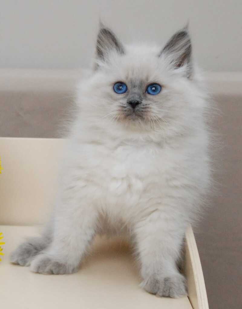 Agasha Siberian female blue pointed - live animals