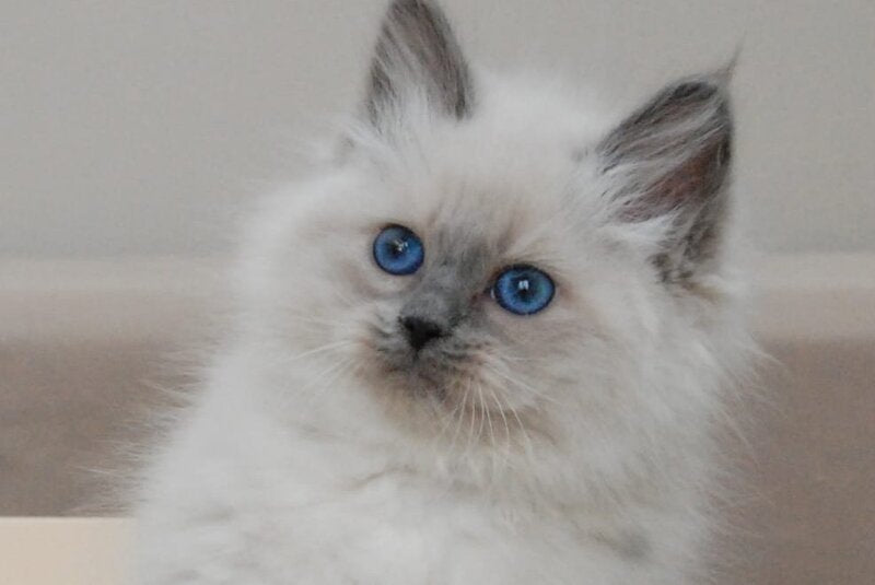 Agasha Siberian female blue pointed - live animals