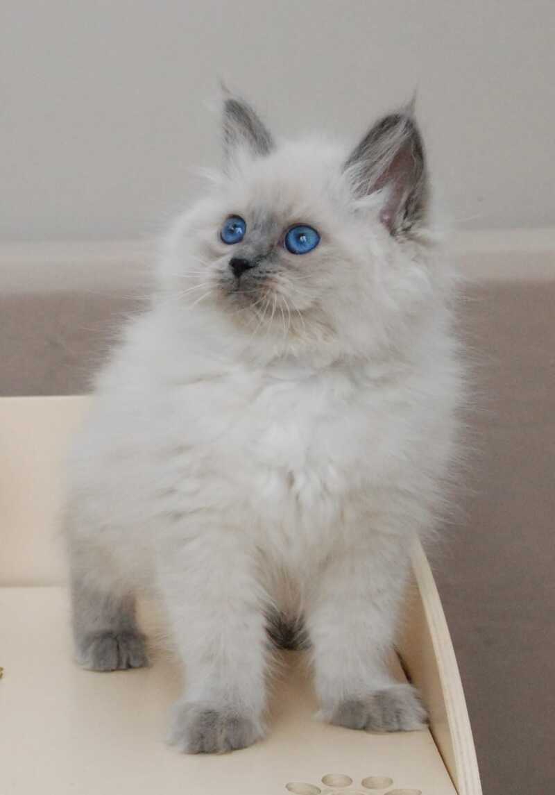Agasha Siberian female blue pointed - live animals