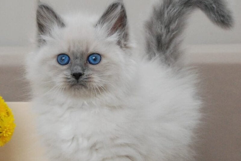 Agasha Siberian female blue pointed - live animals