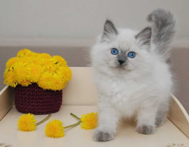 Almaz Siberian male blue pointed - live animals