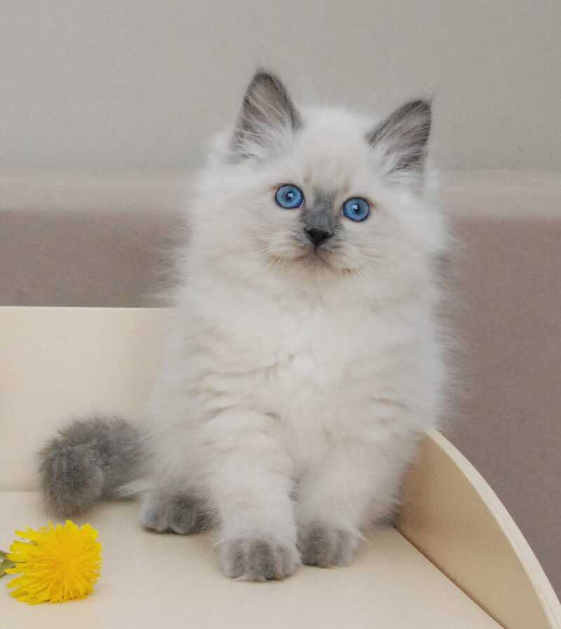 Almaz Siberian male blue pointed - live animals