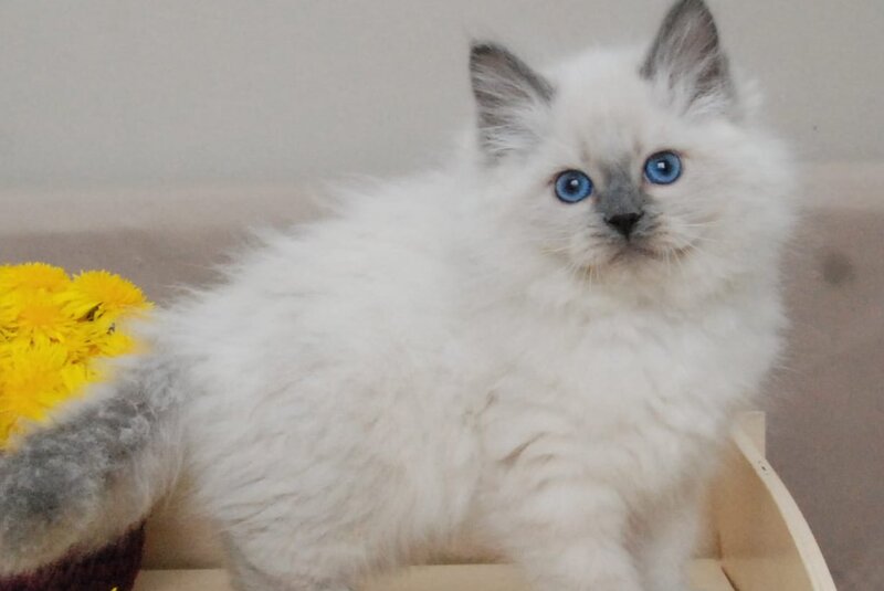 Almaz Siberian male blue pointed - live animals