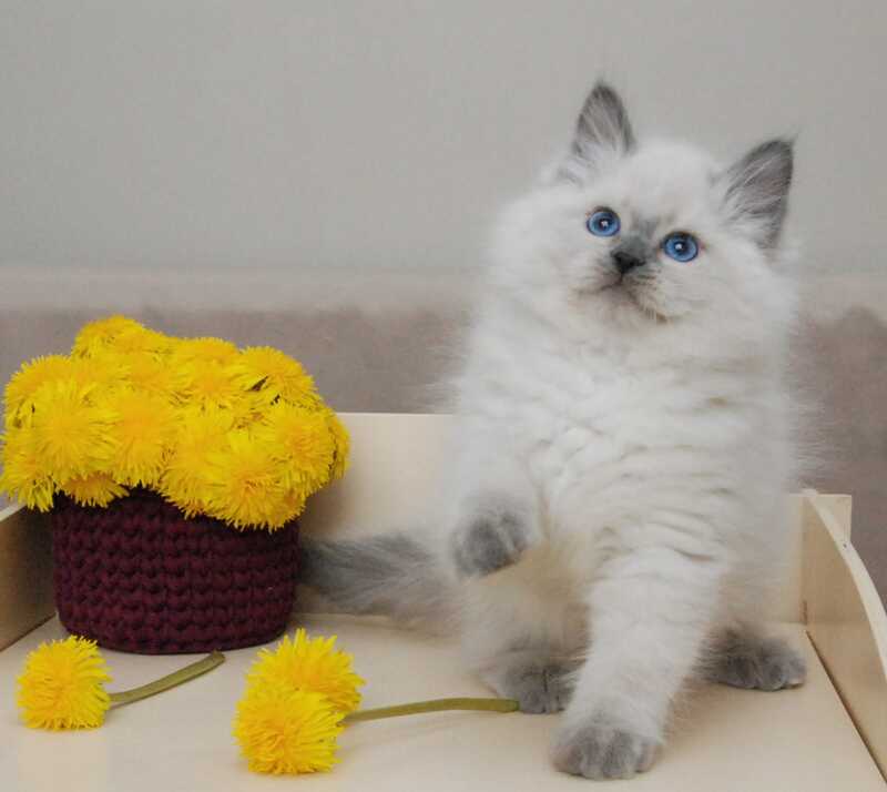 Almaz Siberian male blue pointed - live animals