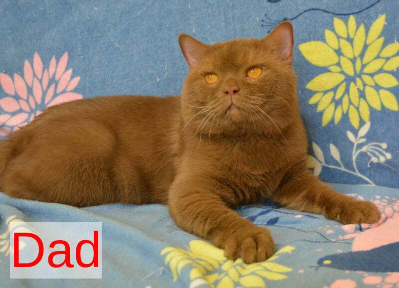 Claude British Shorthair male black with white - Event Tickets