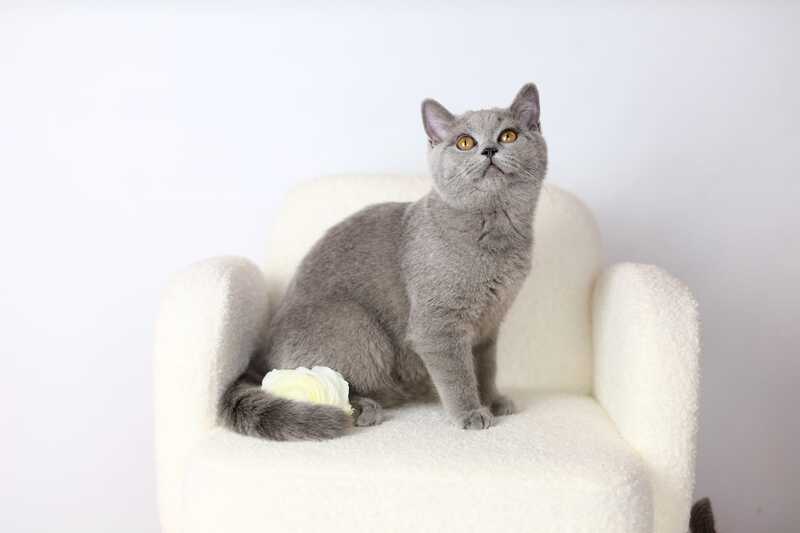Miranda British Shorthair female blue - live animals