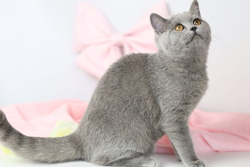 Miranda British Shorthair female blue - live animals