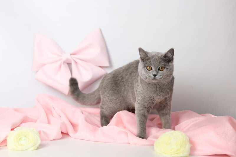 Miranda British Shorthair female blue - live animals