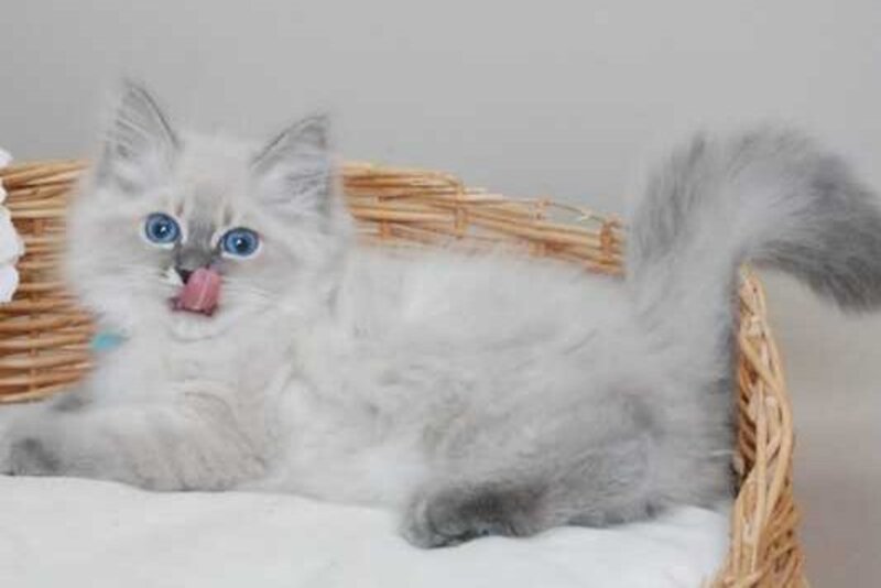 Agata Siberian female blue tabby pointed - live animals