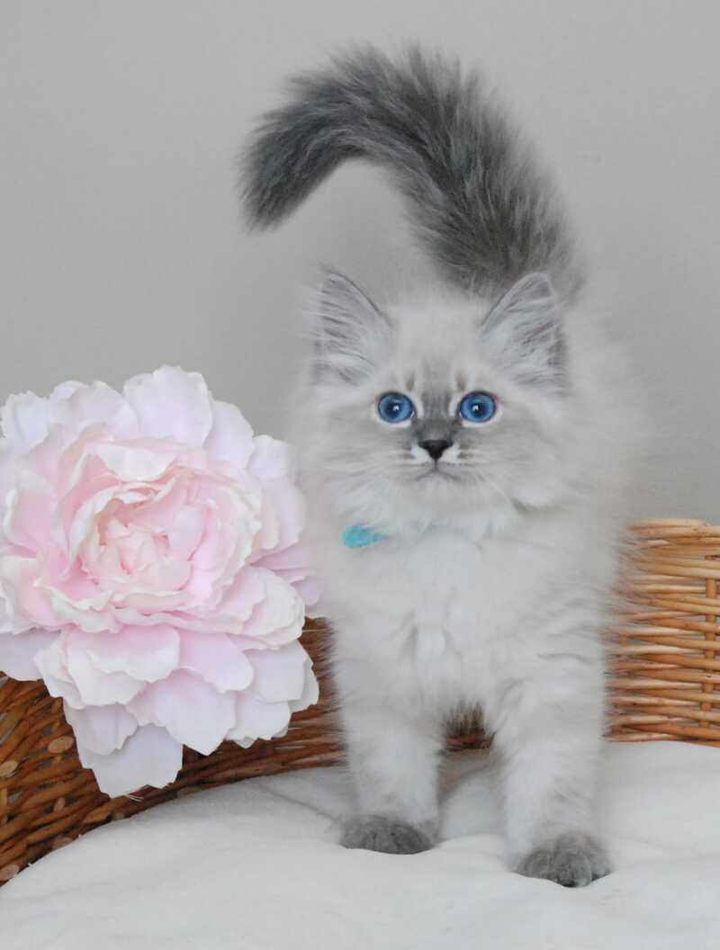 Agata Siberian female blue tabby pointed - live animals