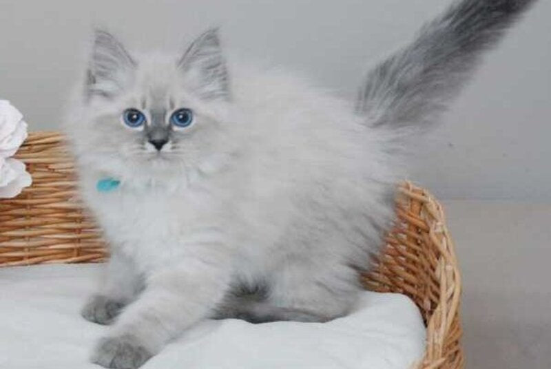 Agata Siberian female blue tabby pointed - live animals