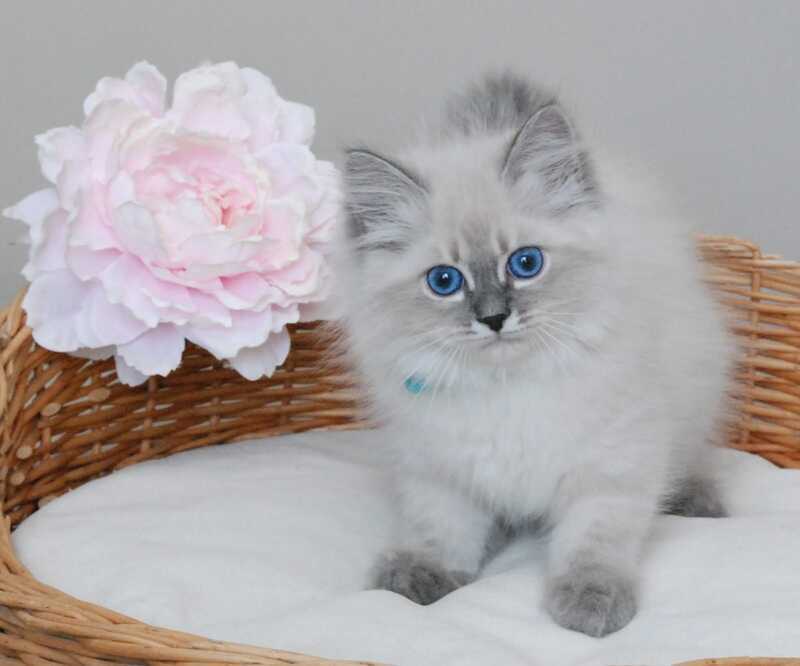 Agata Siberian female blue tabby pointed - live animals