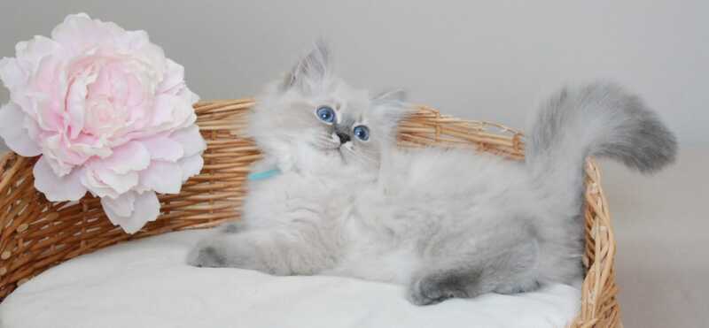 Agata Siberian female blue tabby pointed - live animals