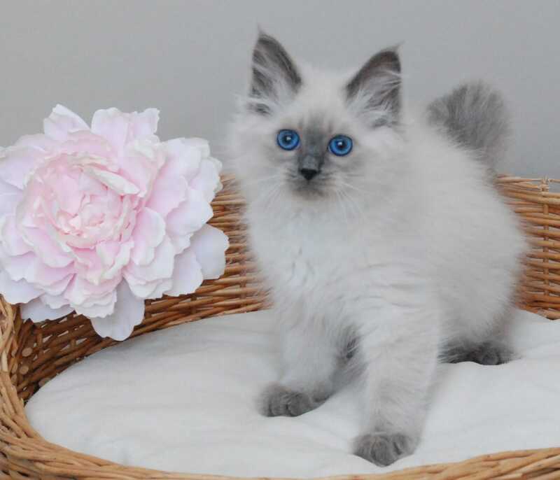 Agasha Siberian female blue pointed - live animals