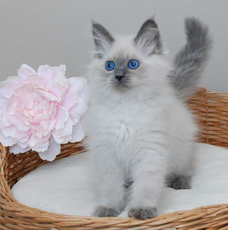 Agasha Siberian female blue pointed - live animals