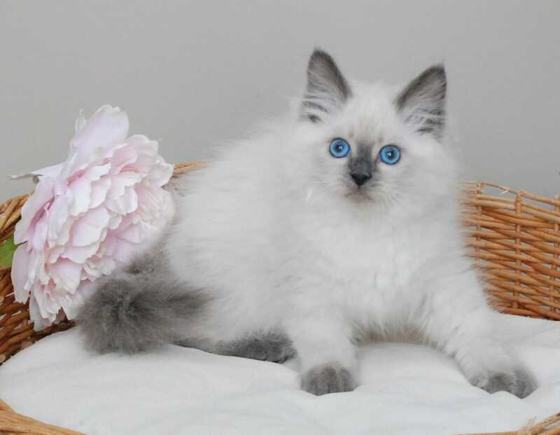 Almaz Siberian male blue pointed - live animals