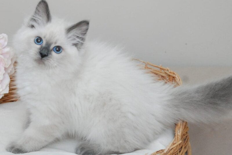 Almaz Siberian male blue pointed - live animals