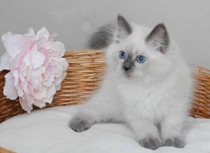 Almaz Siberian male blue pointed - live animals