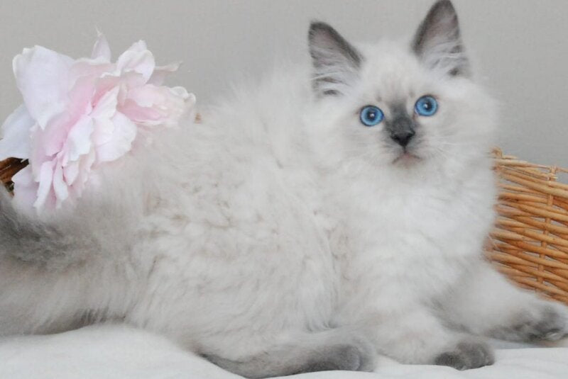 Almaz Siberian male blue pointed - live animals