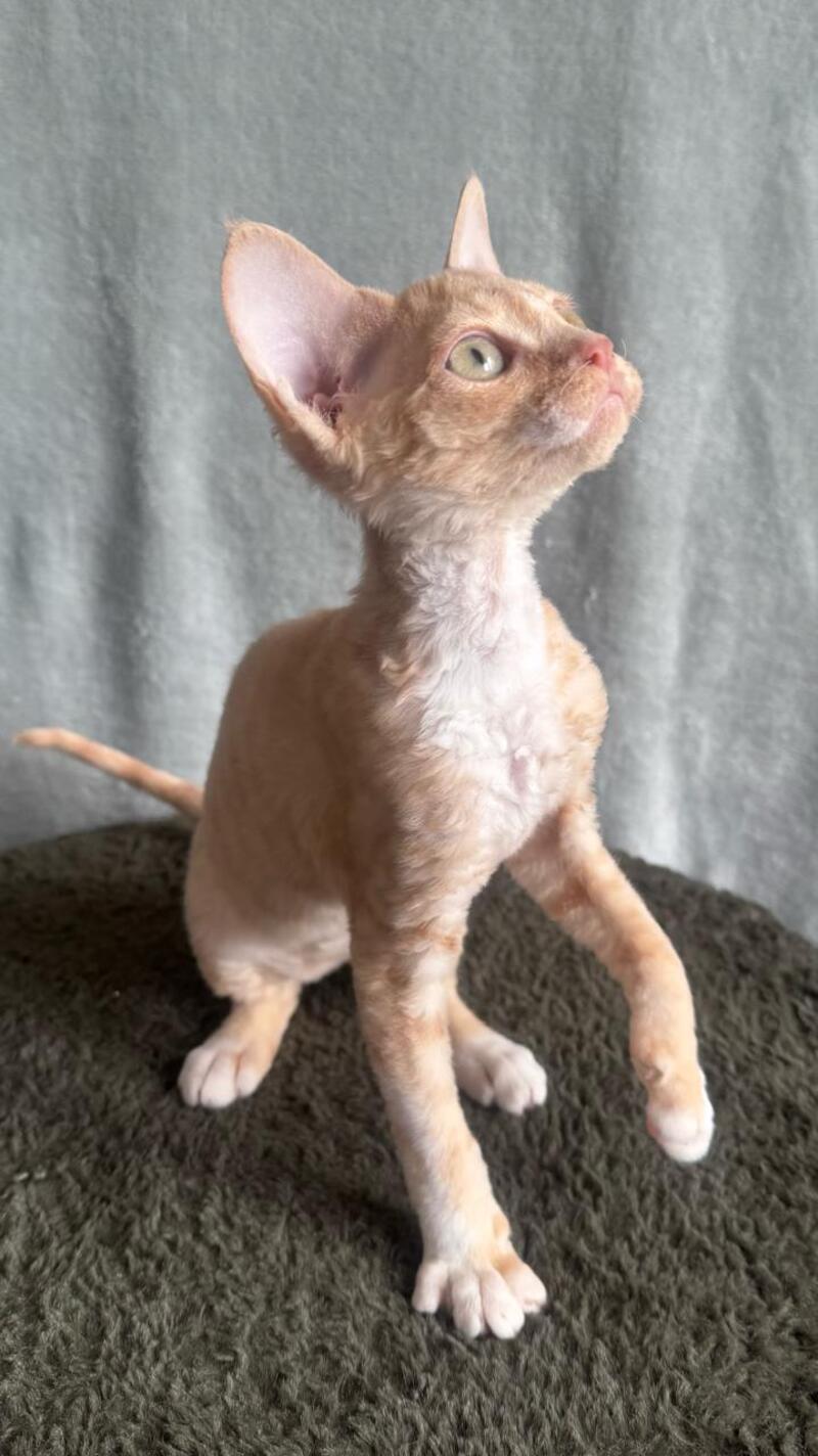 Lumea Devon Rex female red bicolour - live animals