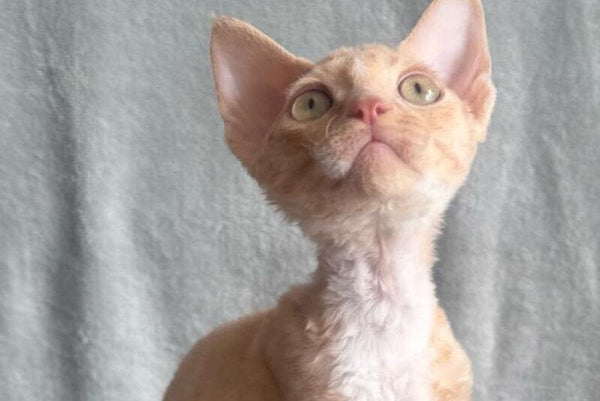 Lumea Devon Rex female red bicolour - live animals