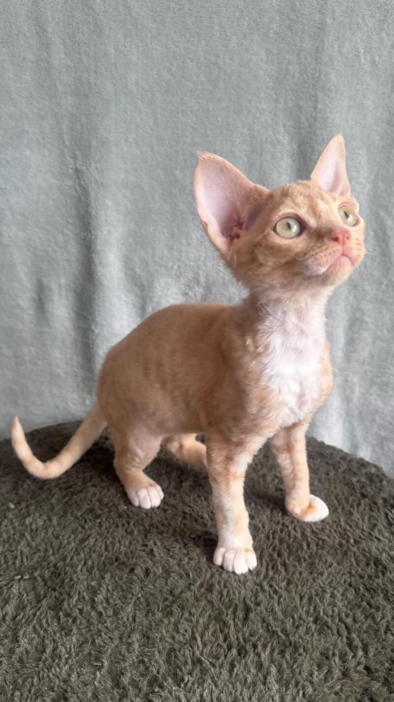 Lumea Devon Rex female red bicolour - live animals