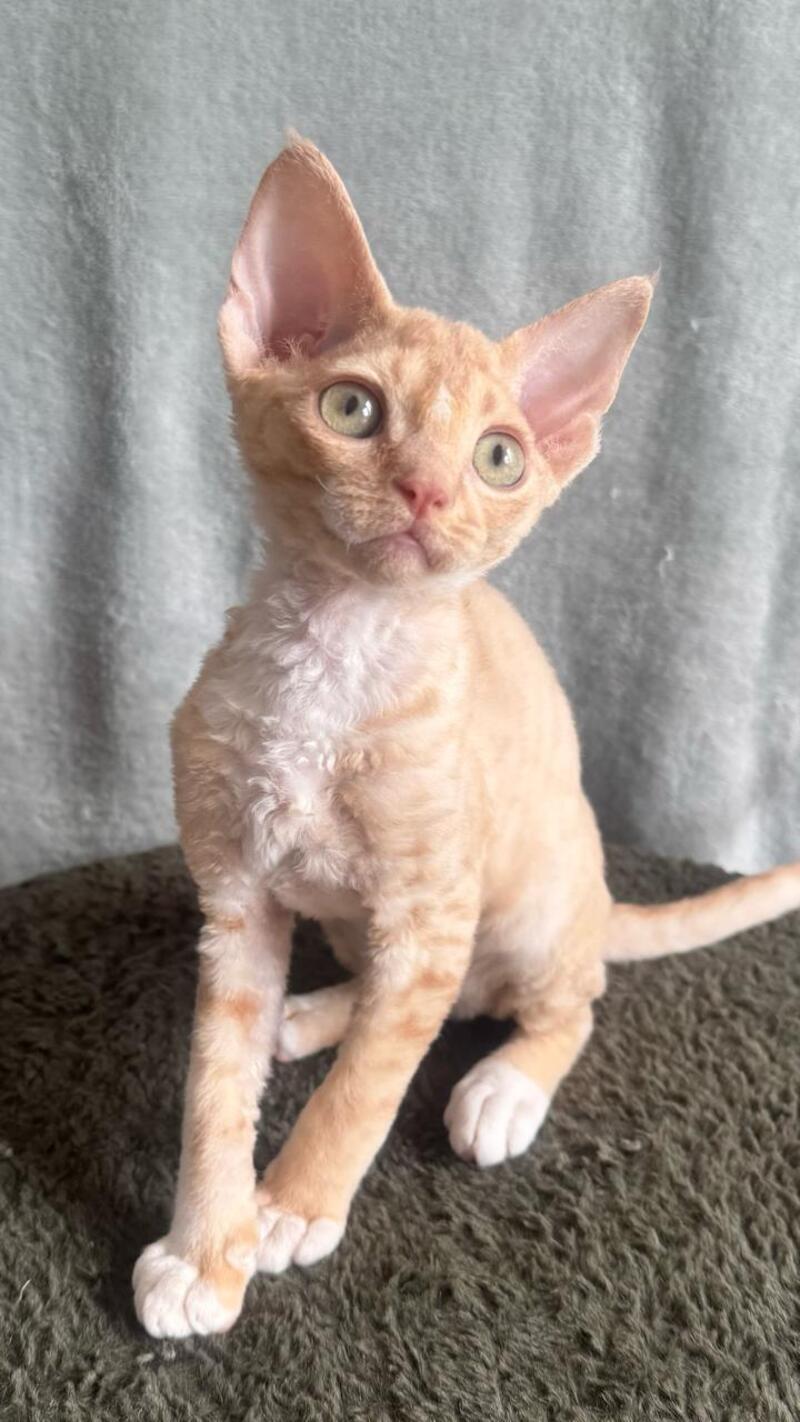 Lumea Devon Rex female red bicolour - live animals