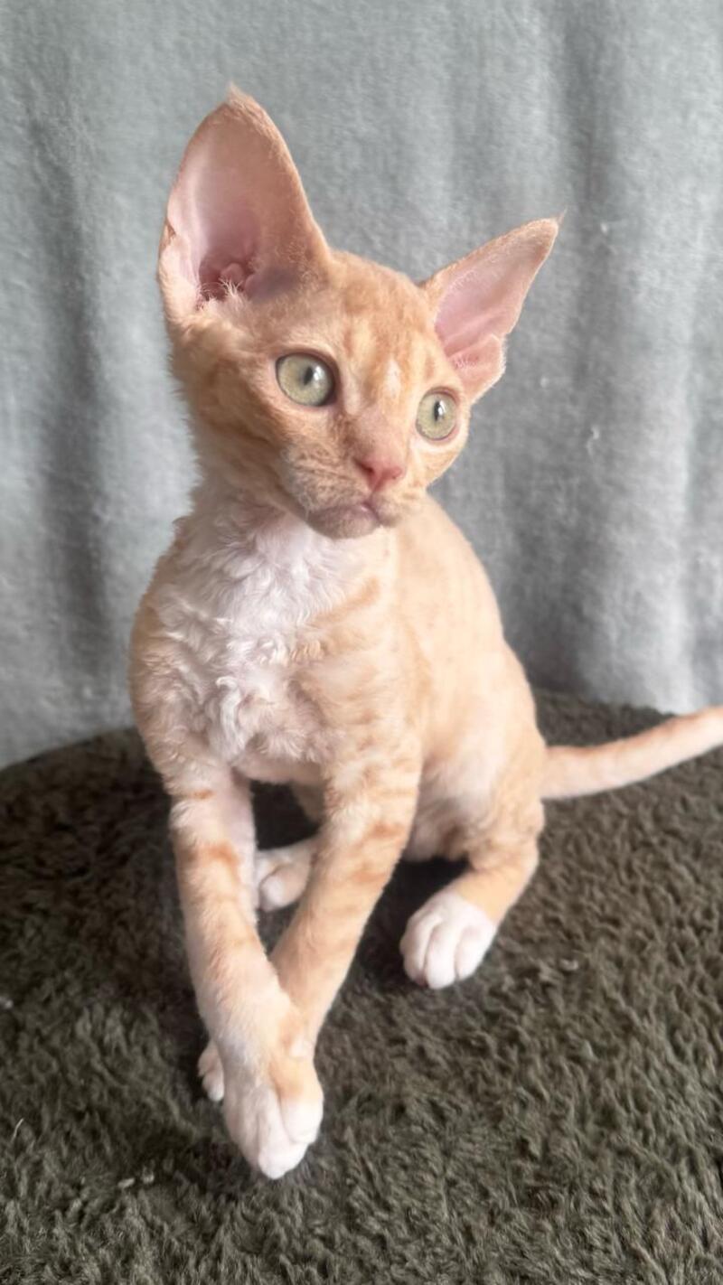 Lumea Devon Rex female red bicolour - live animals