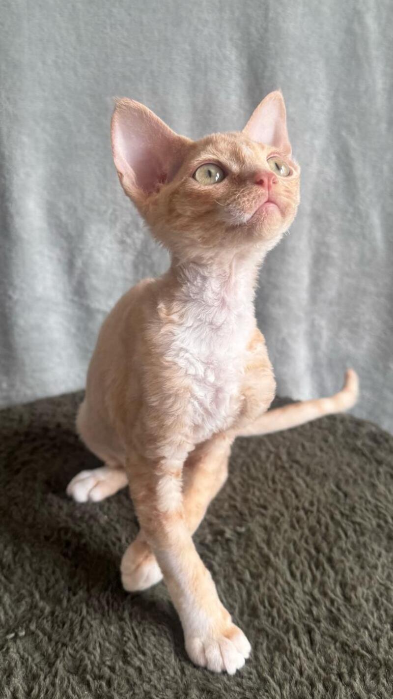 Lumea Devon Rex female red bicolour - live animals