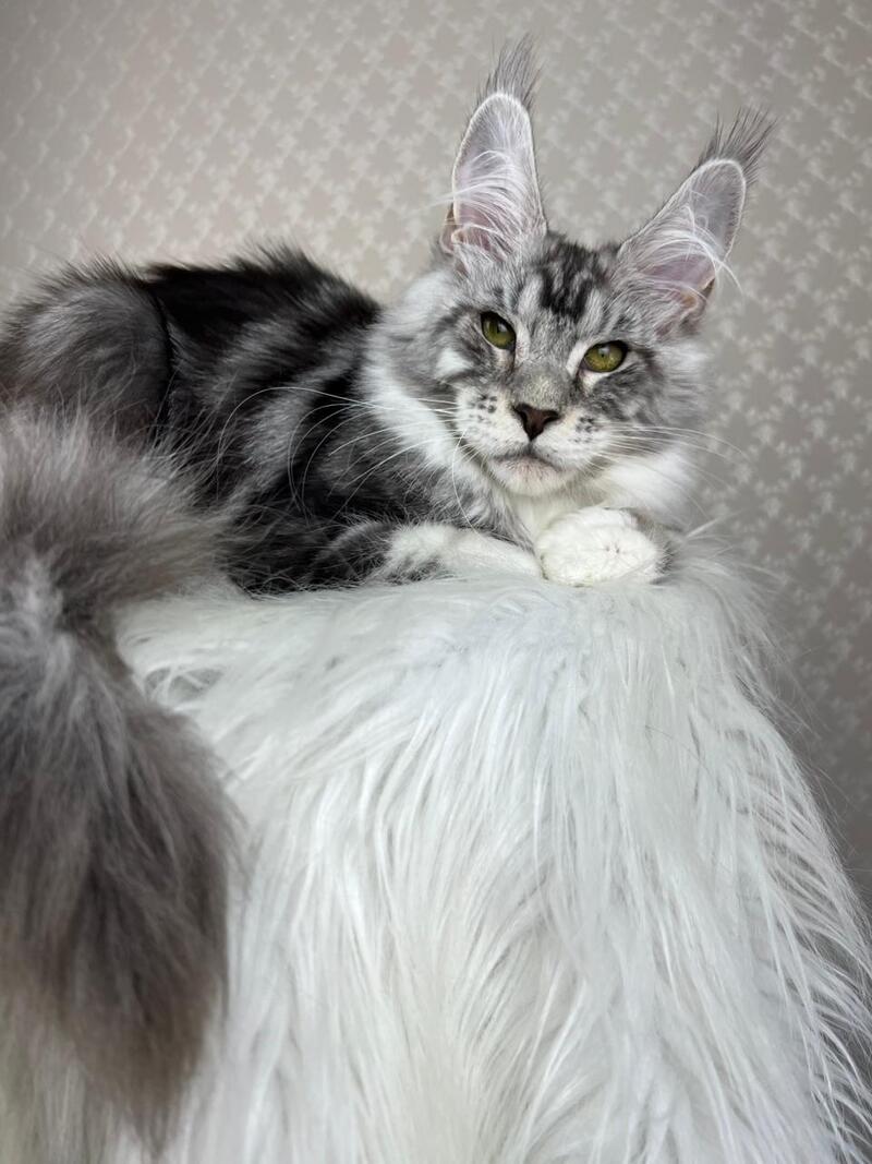 Lovejoy Maine Coon male black silver tabby with white - live animals