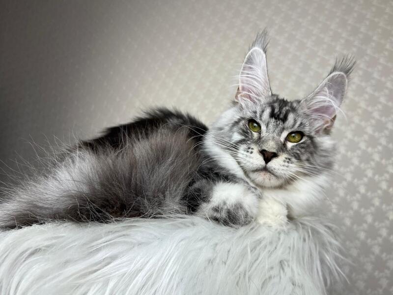 Lovejoy Maine Coon male black silver tabby with white - live animals