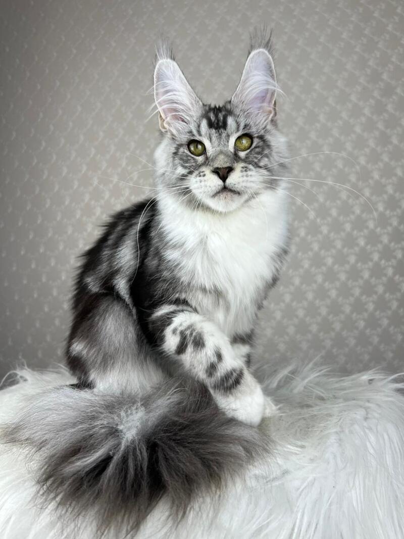 Lovejoy Maine Coon male black silver tabby with white - live animals