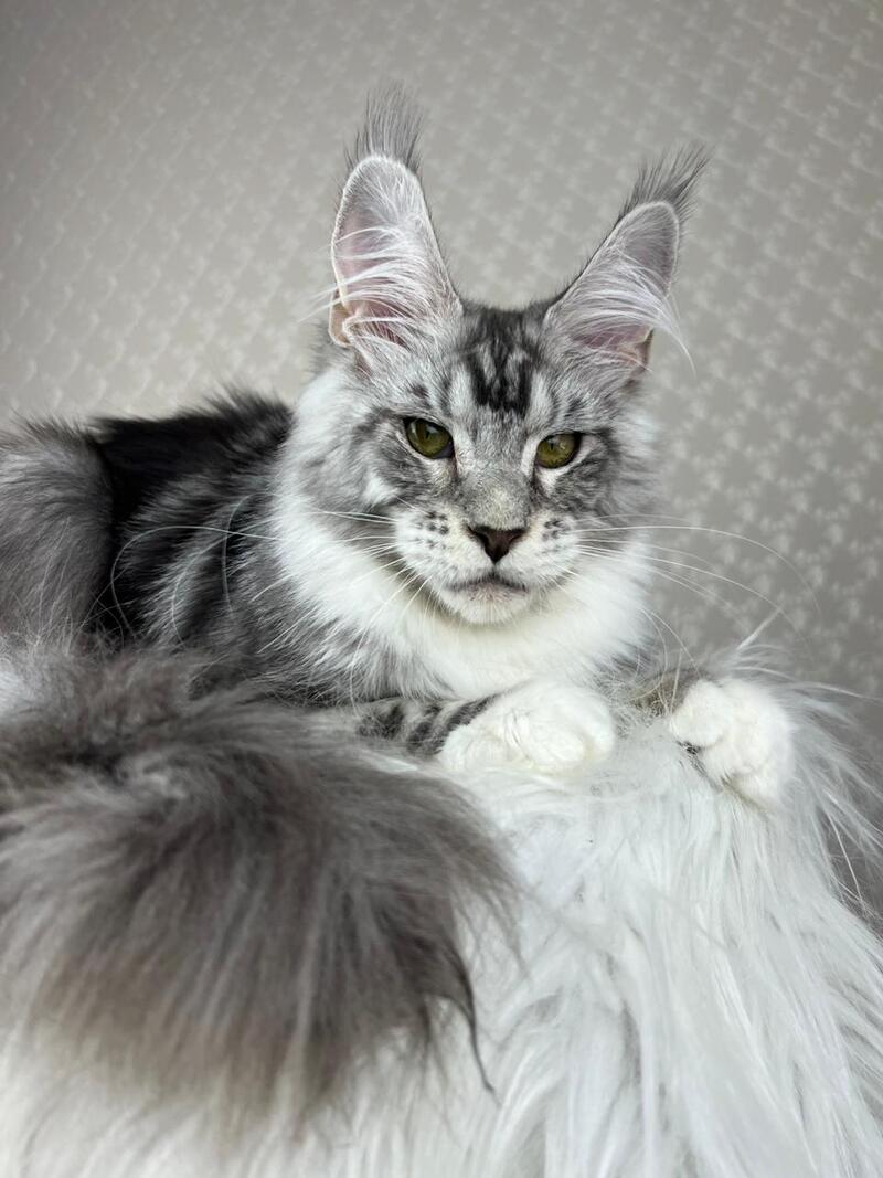 Lovejoy Maine Coon male black silver tabby with white - live animals