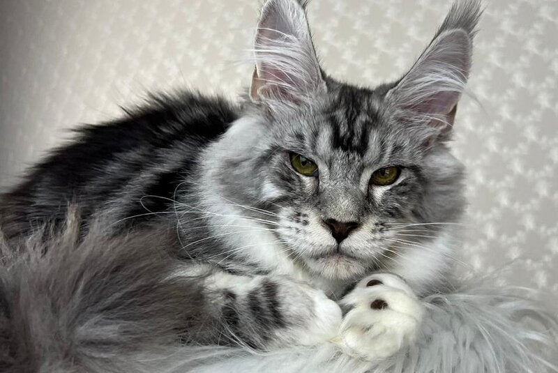 Lovejoy Maine Coon male black silver tabby with white - live animals