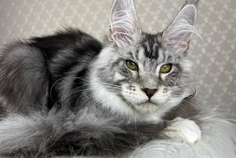 Lovejoy Maine Coon male black silver tabby with white - live animals