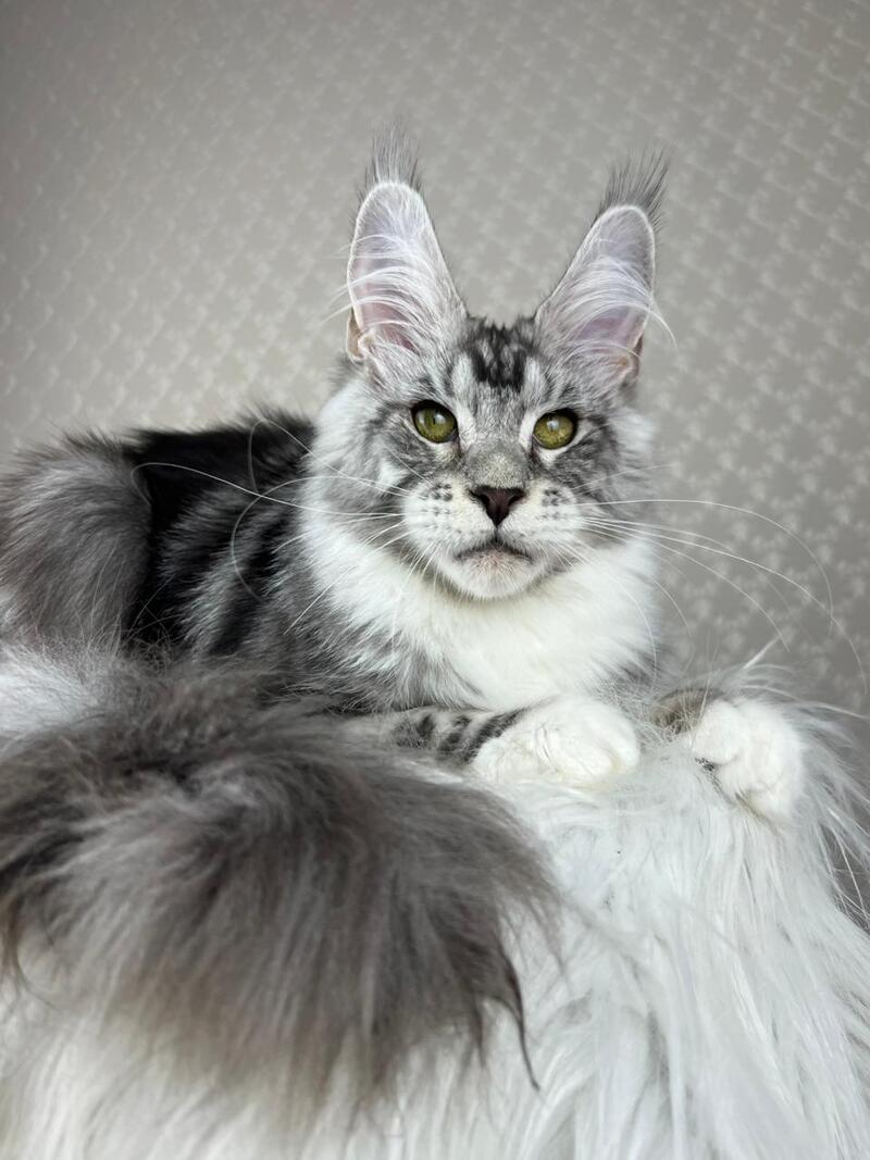 Lovejoy Maine Coon male black silver tabby with white - live animals