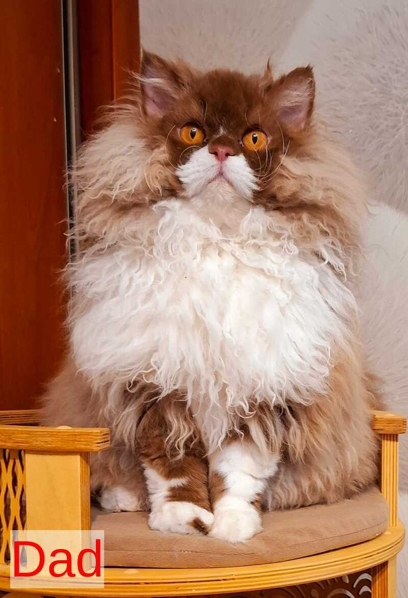 Platosha Selkirk Rex male red bicolour - live animals