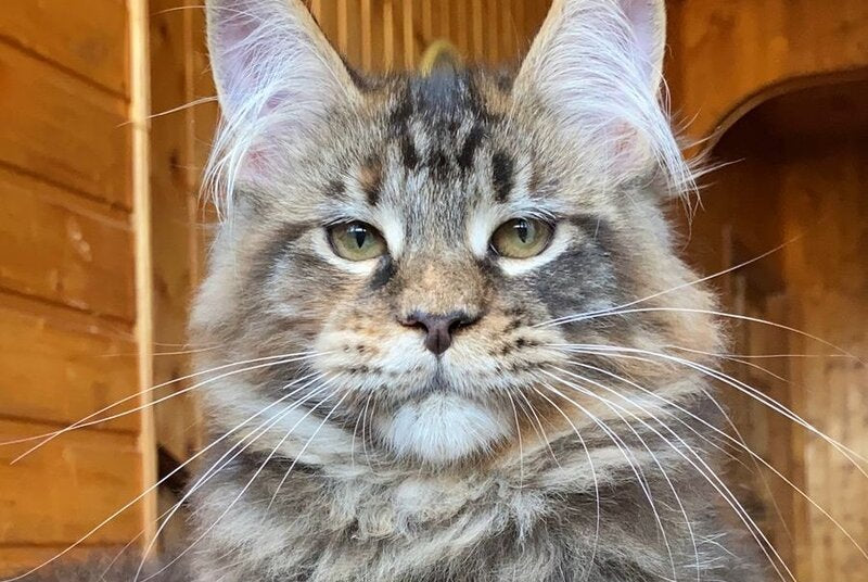 Fifa Maine Coon female, blue tortie tabby